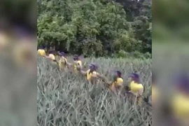 Thu hoạch khóm 'bá đạo' nhất từ trước đến nay