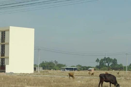 TP.HCM: Tách thửa trên 2.000 m2 phải lập dự án?