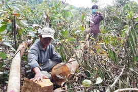 Thanh tra Chính phủ vào cuộc vụ phá rừng ở Phú Yên 