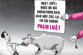 Suýt bị tội vì con bò trôi sông