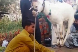 Clip: Dê 'làm xiếc', đứng 4 chân trên gậy