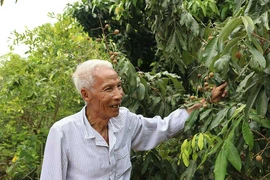 Chuyện khởi nghiệp của ông Năm Phích 90 tuổi 