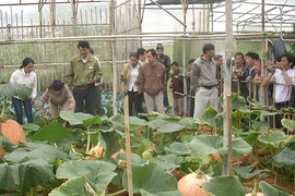 ‘Cò’ làm nhiễu du lịch Đà Lạt 