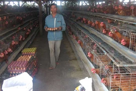 400 tấn thịt gà đầu tiên của Việt Nam ‘bay sang Nhật 