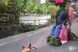Gà trống kéo xe