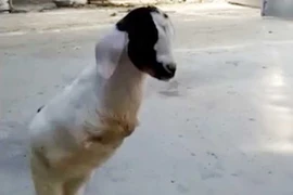 Nghị lực của chú dê bị đột biến, chỉ có 2 chân sau