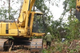 Vụ phá rừng nuôi bò: Phú Yên nói ‘còn xem xét’