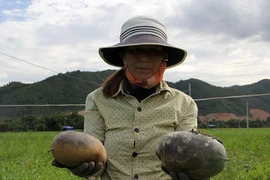 Đà Nẵng: Dân mất trắng hơn 18 ha dưa hấu