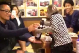Khỉ làm phục vụ ở nhà hàng Nhật Bản