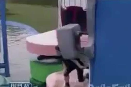 'Chiến binh Ninja' phiên bản lỗi