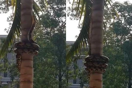 Trăn bò lên cây dừa có một không hai