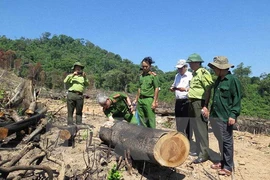 Thủ tướng yêu cầu điều tra vụ phá rừng ở Bình Định