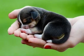 Đi tìm trách nhiệm người nuôi chó 