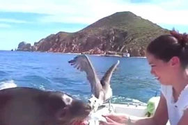 Vừa được đi nhờ lại còn được ăn!