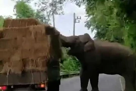Voi thản nhiên chặn xe tải 'cướp đồ'