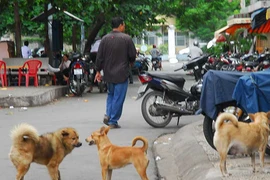 Dân TP.HCM mất hơn 26 tỉ/năm do chó cắn 