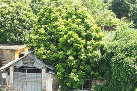 Cán bộ thôn là người có chức vụ, quyền hạn?