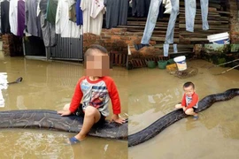 Cậu bé 3 tuổi cưỡi trăn gây sốt báo nước ngoài