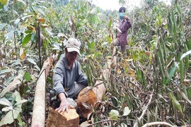 Mất rừng và những tấm ‘áo choàng’ đẹp đẽ