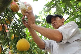 Những cây chưng Tết ‘hút’ tài lộc vào nhà