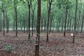 Trớ trêu một vụ tắc thi hành án