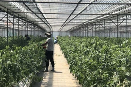 Đi Hàn Quốc hái ớt lương 33 triệu/tháng