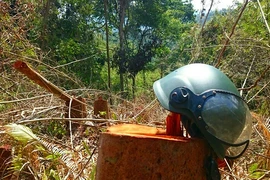 Hơn 5 ha rừng ở đồi Kumagai bị hạ trắng
