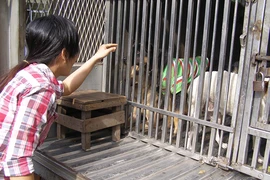 Chó nhà hàng xóm: Họa khó né