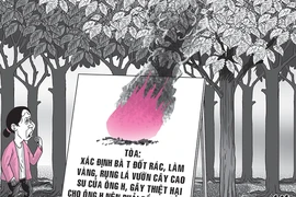 Đốt rác làm rụng lá cao su, phải đền tiền