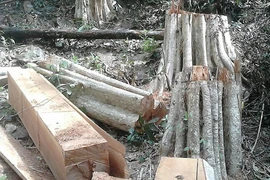 Yêu cầu bảo vệ hiện trường vụ phá rừng Sông Lũy