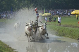 Tưng bừng lễ hội đua bò Bảy Núi