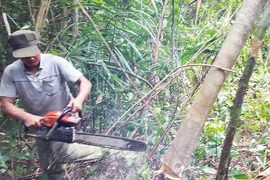 Chấm dứt dự án phá rừng nuôi bò ở Phú Yên