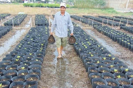 Hoa Tết chết từng ngày sau cơn bão số 9