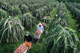 Thủ tướng nói về bài học thanh long rớt giá