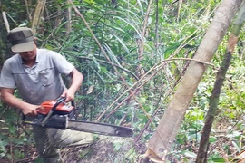 UBKT Trung ương xử lý vụ sai phạm rừng Phú Yên