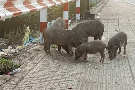Làm gì với đàn heo thả rông trên đường Phạm Văn Đồng?