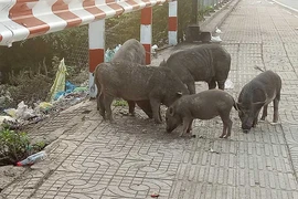 Chính quyền nói gì về đàn heo thả rông giữa phố?
