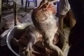Đột nhập lò mổ heo lậu trong đợt dịch tả heo