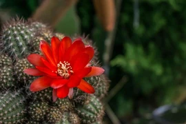 Chuyện bác bảo vệ và lòng tốt của cộng đồng mạng