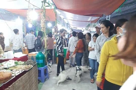 Chó thả rông ở Cần Thơ: Phường chỉ nhắc nhở là chính