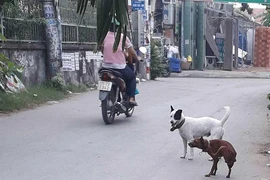 Dân đăng ký nuôi chó, phường không nhận là sai!