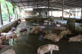 Nông dân Hải Dương sắp được nhận hỗ trợ dịch tả heo châu Phi