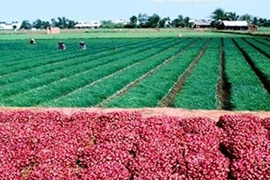 Hành tím nổi tiếng Vĩnh Châu được cấp chỉ dẫn địa lý