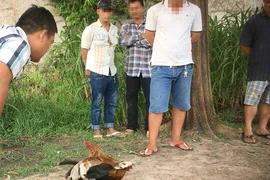 ĐIỀU TRA: Từ đá gà qua mạng đến trường gà thật