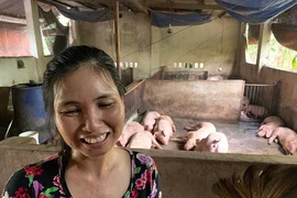 Thực hư heo ăn hèm rượu ‘thoát’ dịch tả heo châu Phi