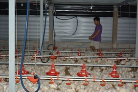 Từ chuyện khủng hoảng giá gà