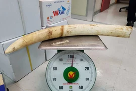 Bắt giữ ngà voi qua đường hàng không 