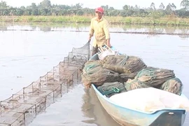 Mùa đặt lú bắt cá đồng ở miền Tây
