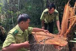 Gỗ khủng ở rừng đặc dụng: Công an, kiểm lâm vào cuộc