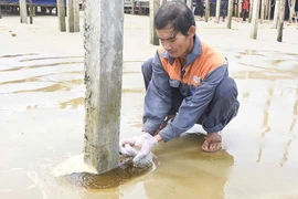 Quảng Ngãi: Nước biển chuyển màu bất thường